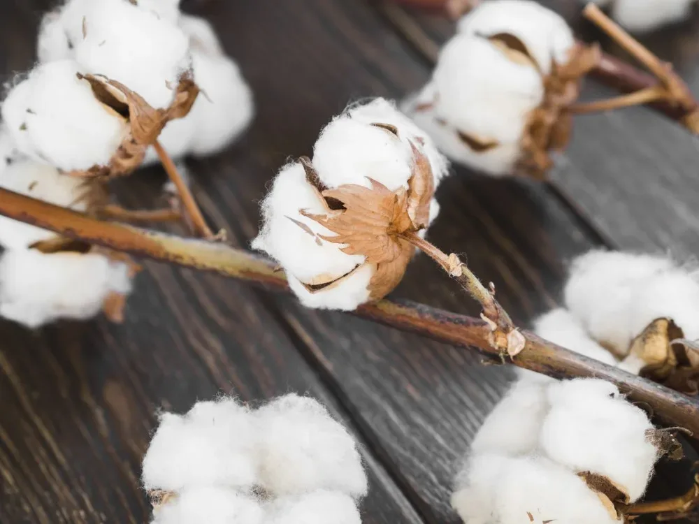 arrangement with cotton flowers on wooden background 1000x1000 1 jpg webp arrangement with cotton flowers on wooden background 1000x1000 1 jpg webp