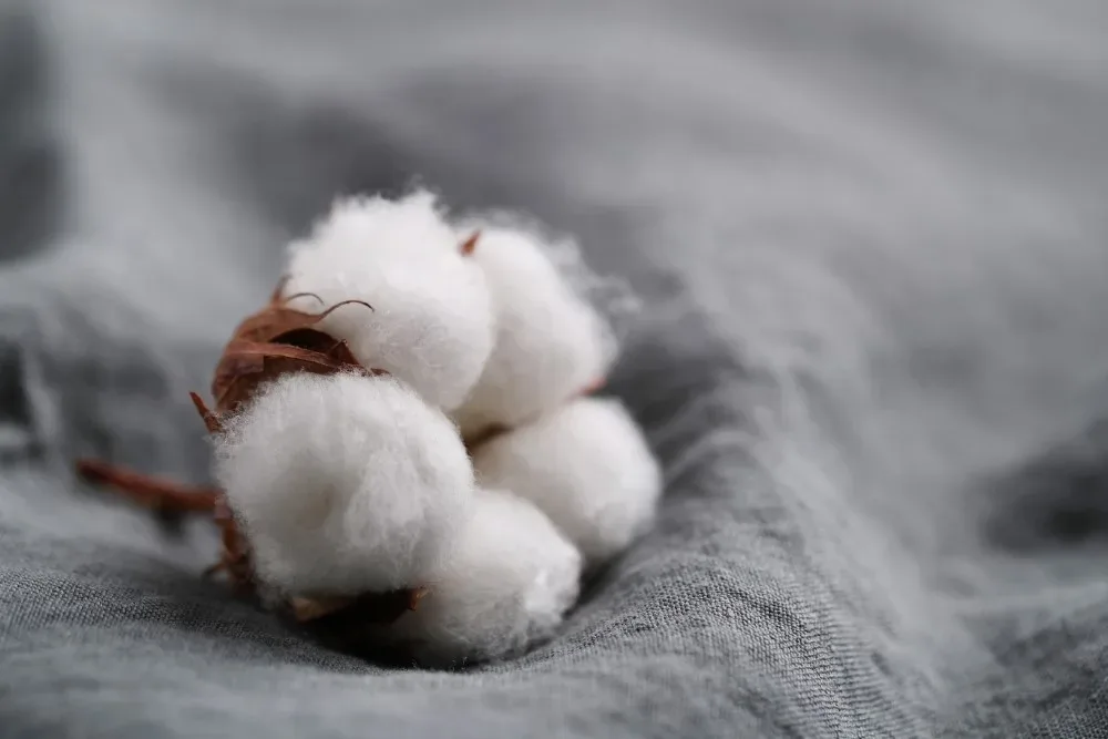 cotton flowers 1000x1000 1 jpg webp cotton flowers 1000x1000 1 jpg webp