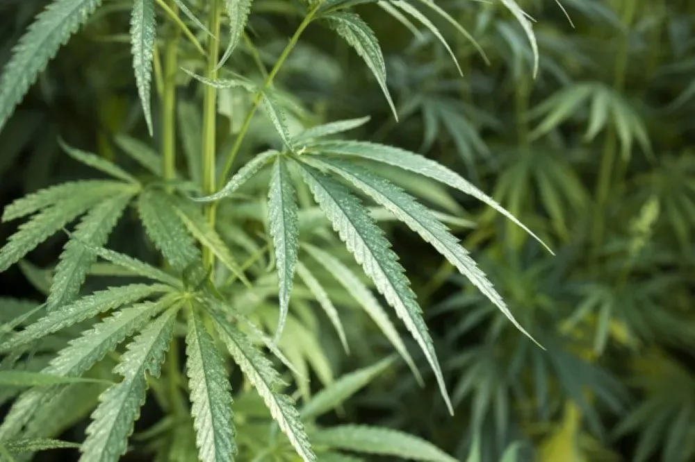 hojas plantas cannabis o canamo concepto medicina alternativa 342744 673 1000x1000 1 jpg webp