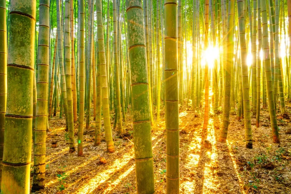morning fengshui climate pipes bright 1000x1000 1 jpg webp
